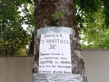 Au Coudray, neuf arbres de la rue des Bellangères est menacé par un projet municipal de réfection des réseaux et des trottoirs, le maire Pascal Aulard évoquant des raisons de sécurité pour les piétons.