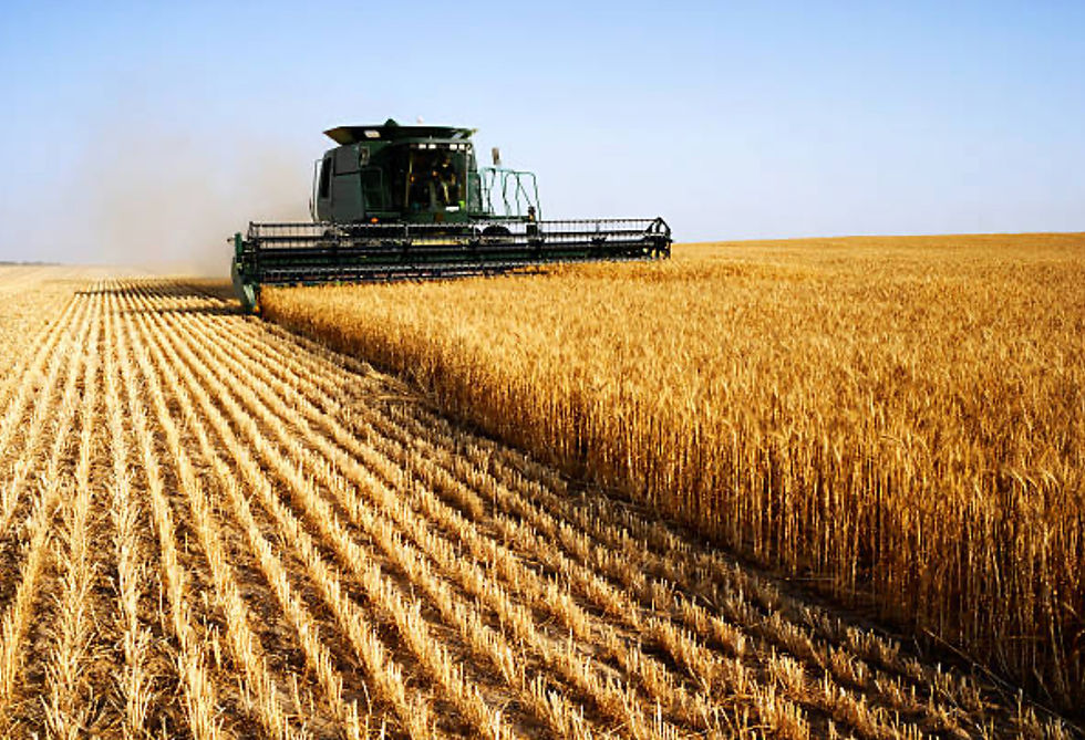 Rodolphe Bourgeot dans son champ de Poivilliers (Eure-et-Loir) : face à une moisson précipitée par la sécheresse, il observe une baisse des rendements et une qualité de grains dégradée.
