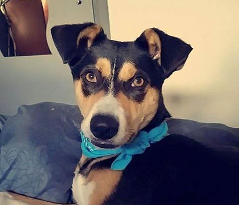 TOJÓ