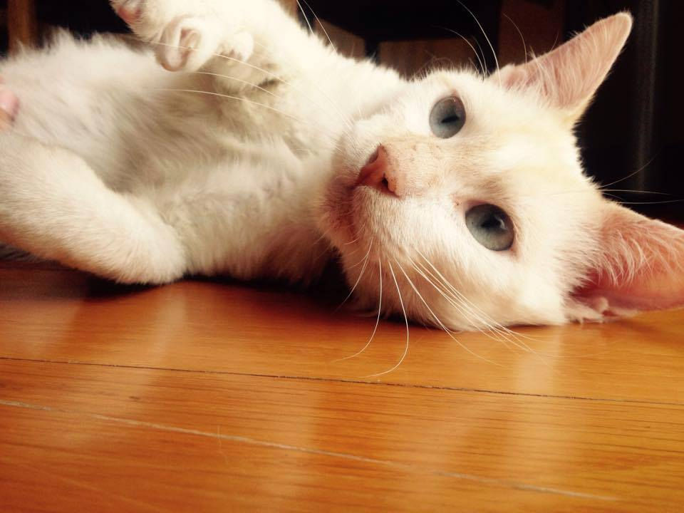 MAT