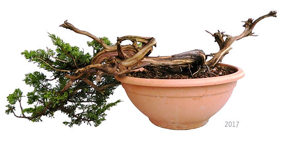 Un yamadori de sabine