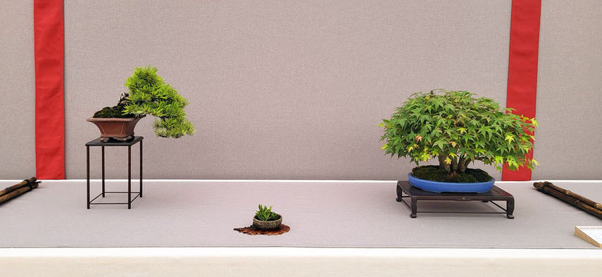 une sélection des plus beaux bonsaï présentés au Bonsaï Sho de Maulévrier 2025