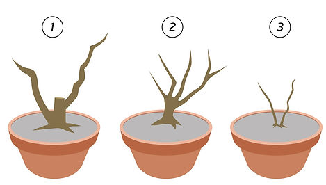 produits des marcottes sur un bonsaï d'érable