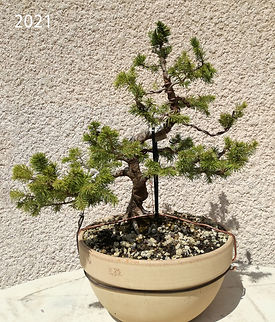 Yamadori d'épicéa du Trièves 2021