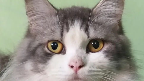 Maladies virales ou bactérienne causant des avortements, mortalité fœtal ou périnatale