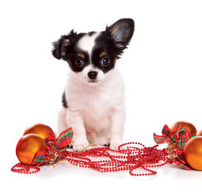 Un Noël sécuritaire avec notre animal de compagnie