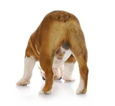 Stérilisation d’un chien ou castration