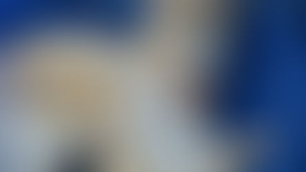 Leucémie féline (FeLV): Comment effectuer le test?