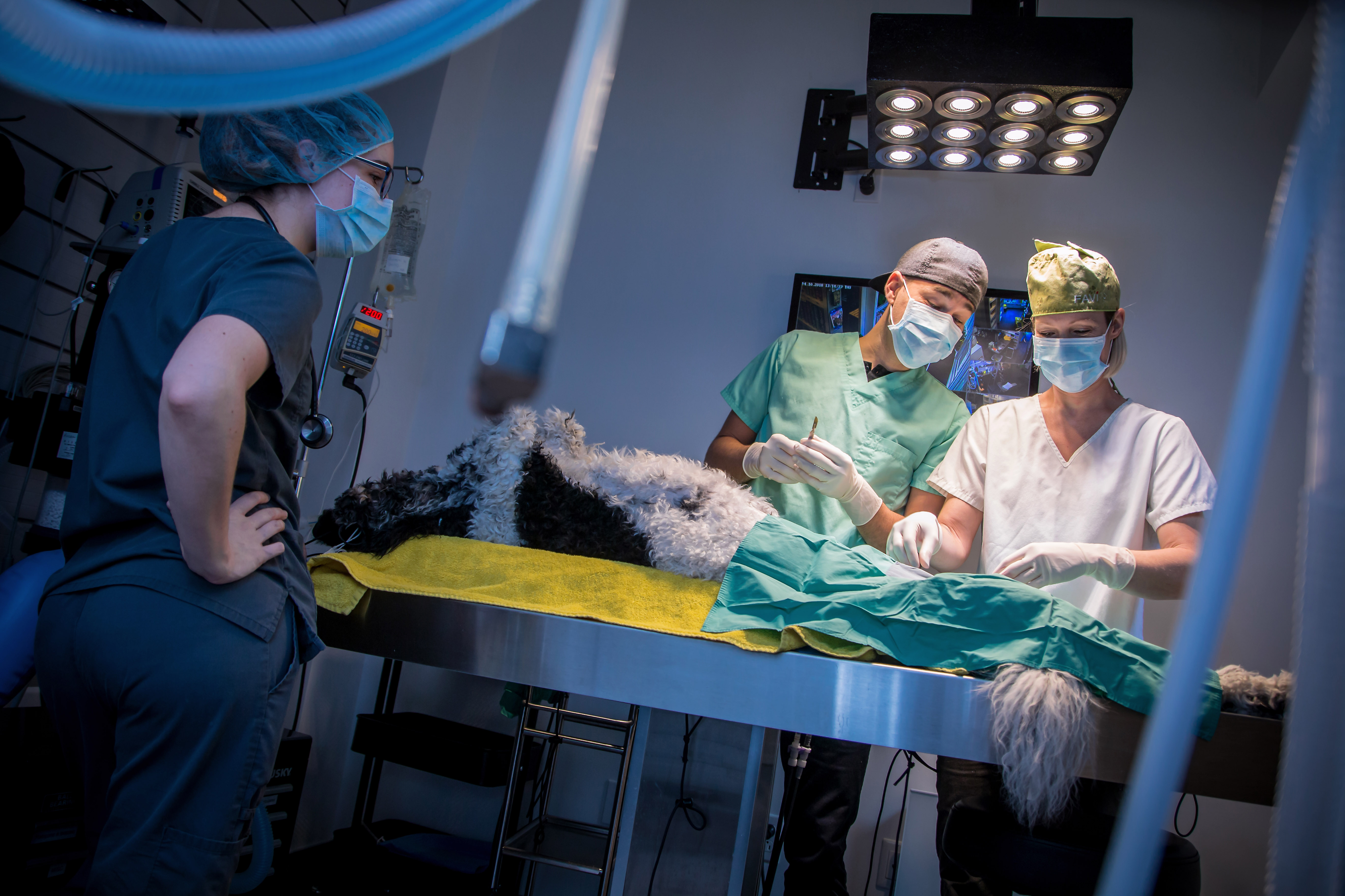 Clinique vétérinaire rue Ontario inc. Montréal