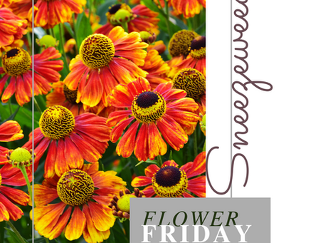 November 13th, 2020 Flower Friday