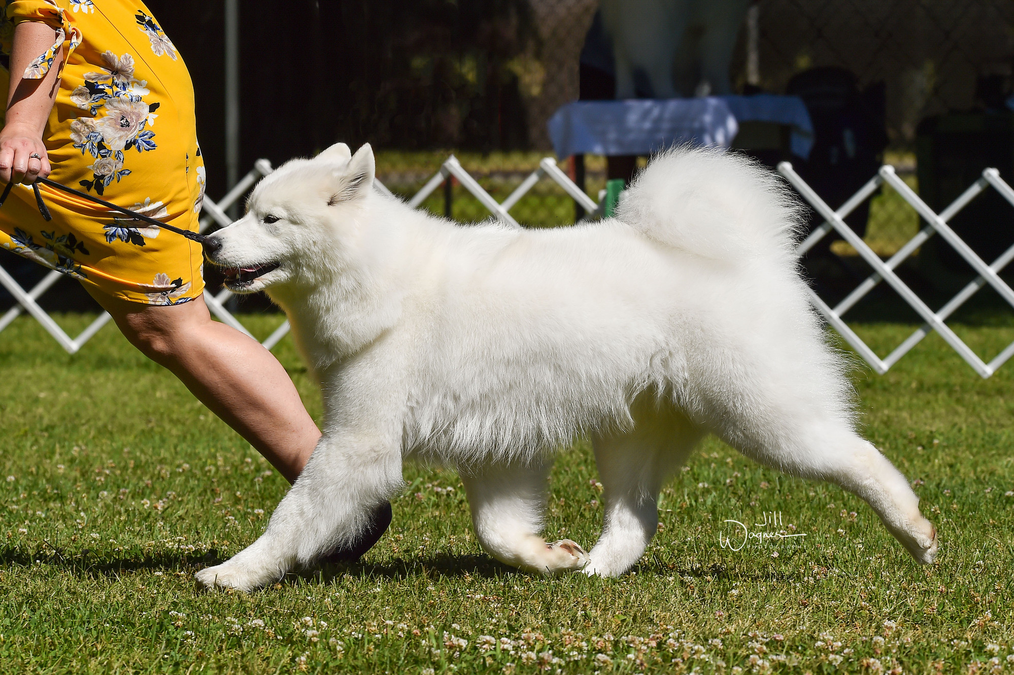 Samoyed akc best sale breeders