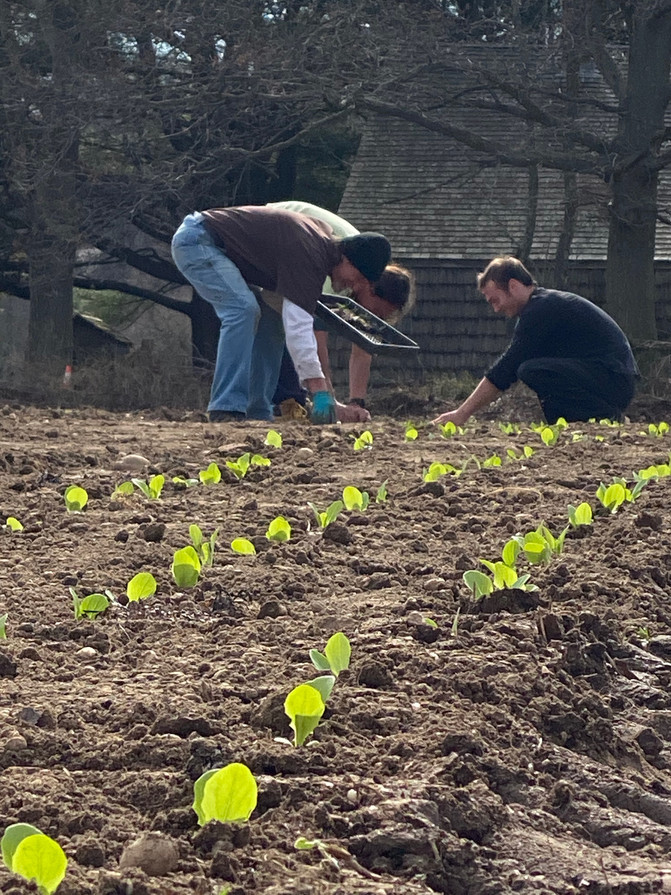 Pests, Pathogens, and Lots of Row Cover