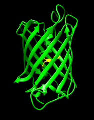 Green Fluorescent Protein (AbhiAggarwal.com)