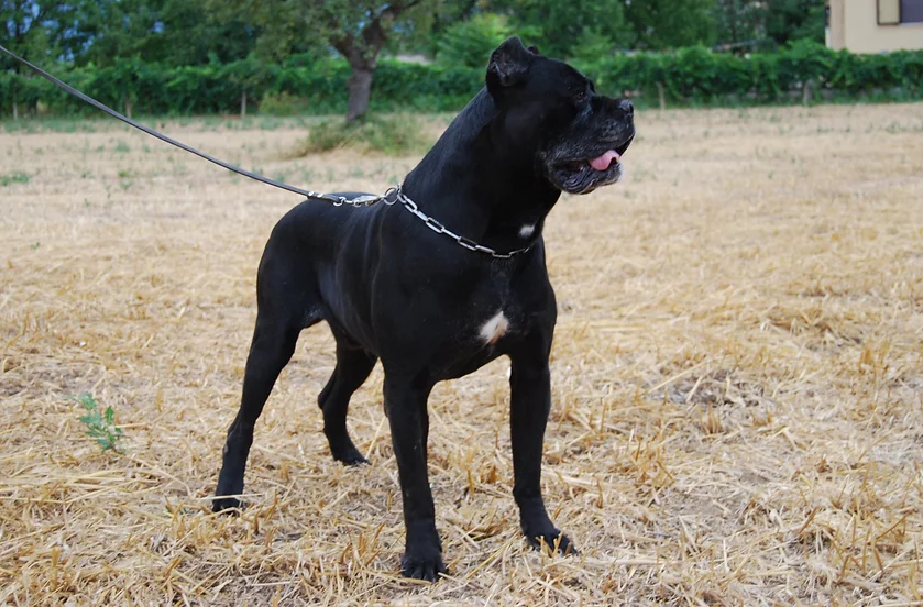 dyrium cane corso