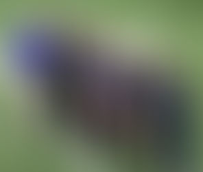 CTJ Fourth at BOA San Antonio; Up Next: Trip to Grand Nationals