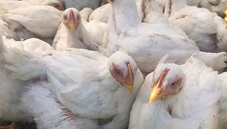 Chicken Workshop (1)_edited.jpg