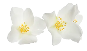632847e088280c332a097ad4_60dd9d4b9dde6a9d59299b6b_AdobeStoc.webp