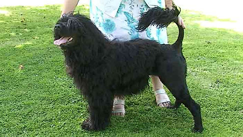 Portuguese Water Dog