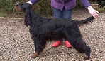 Gordon Setter