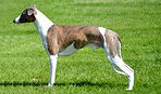 Whippet