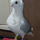 Toni-Isden-bird1.jpg