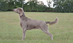 Weimaraner (Short and Long haired)