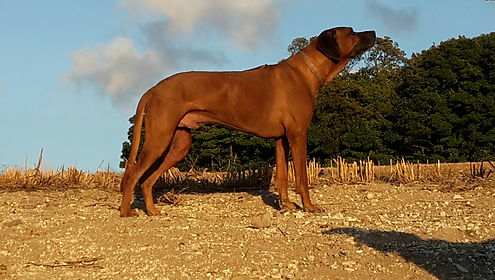 Rhodesian Ridgeback