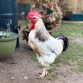Cockerel.jpg