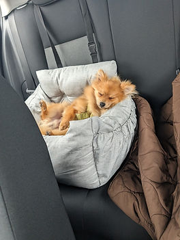 Onderweg reizen met je hond
