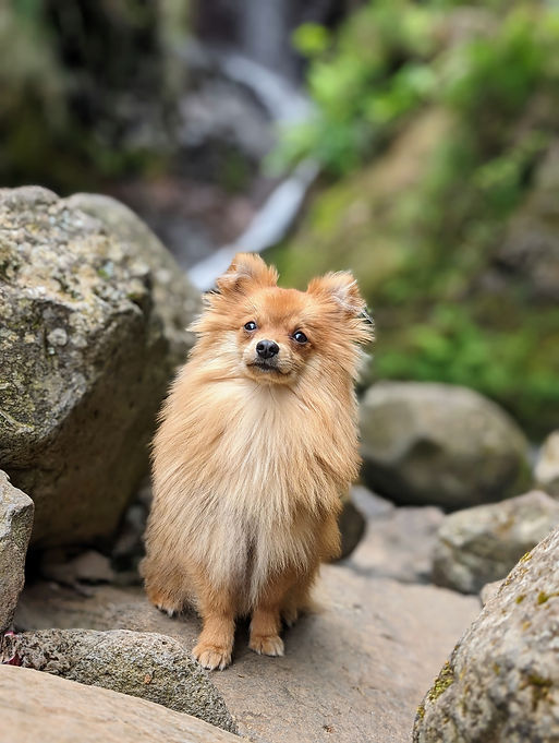 Reizen met je hond