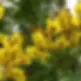 yellow-flame2-1.webp