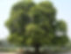 Alstonia.jpg