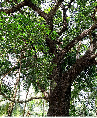 Bakul tree.jpg