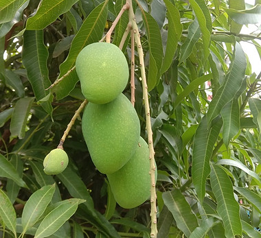 Mango tree.jpg
