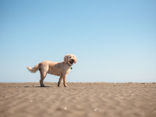 How do the photoshoots work?