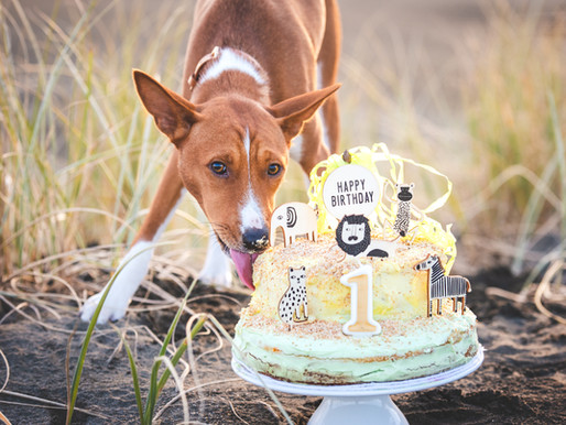 A Dog Birthday Shoot!