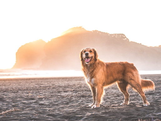 Bruce's shoot at Bethells
