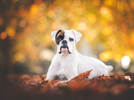 Nz's Next Top Dog Model Shoot