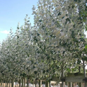 Silver Leaf Poplar