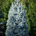 Colorado Spruce