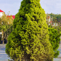 Dwarf Alberta Spruce