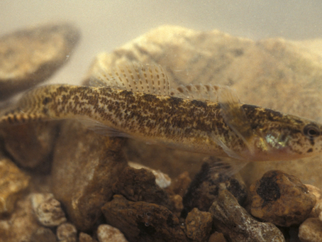 Middle Tennessee Fish May Be Declared Endangered