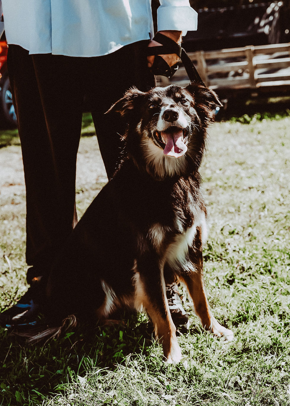 Calgary wedding details photography featuring the couple's dog. NW Calgary wedding photographer capturing the small details.