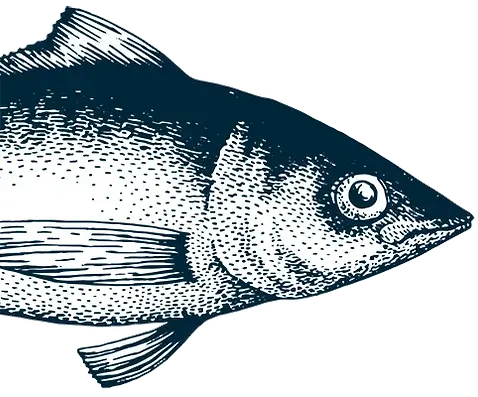 fish-1.webp