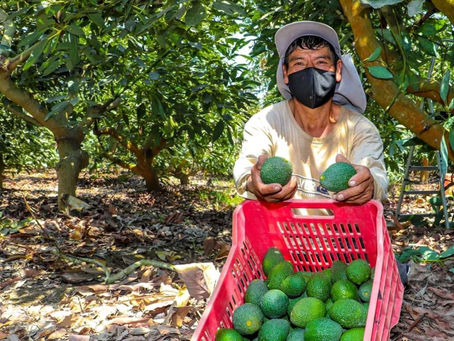 Temporada de Palta Peruana 2025