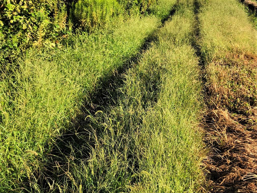 わだちの向こう