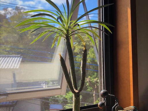 モンキーツリーが元気になった!