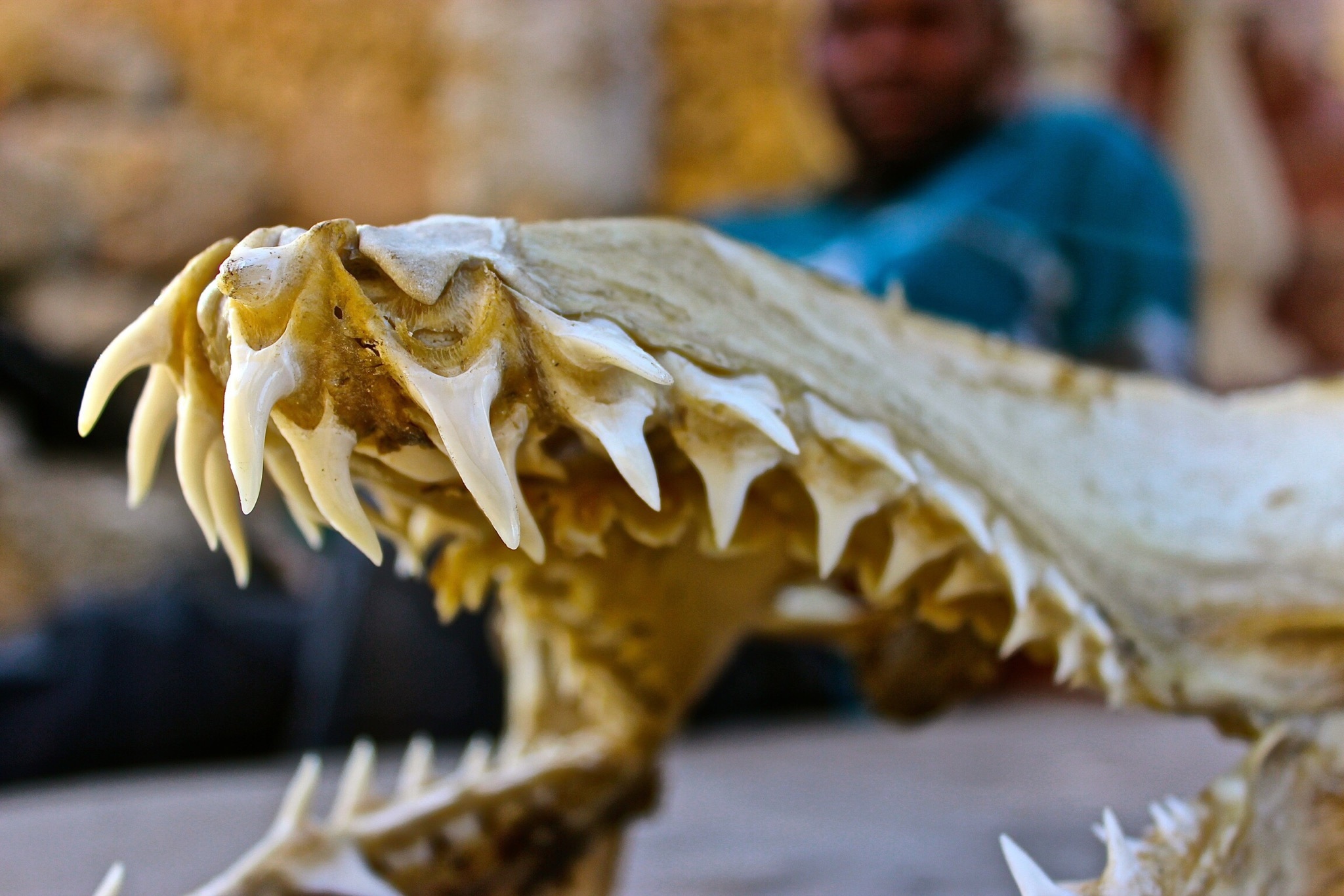 How To Look For Dinosaur Fossils