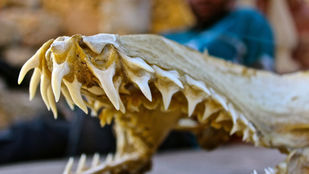 Fossil
