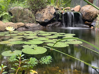 ecosystem pond